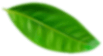 Green leaf