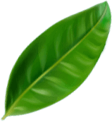 Green leaf
